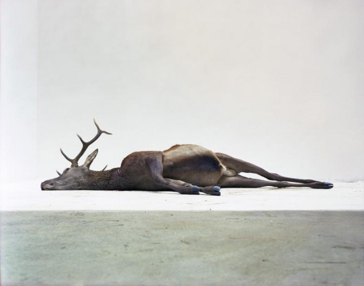 Éric Poitevin, Cerf mort, 2006 , tirage en couleurs, 22,5 x 27 cm.
