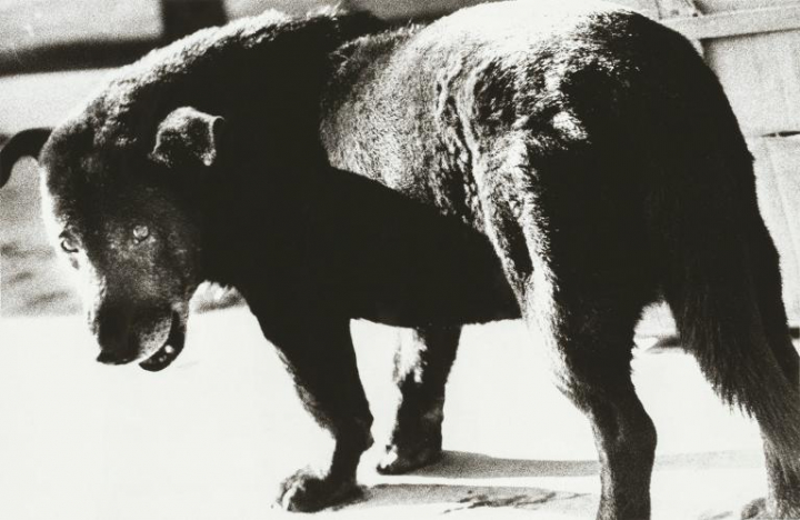 Daido Moriyam, Stray Dog Misawa, 1971,  tirage argentique, 48 x 71 cm. 