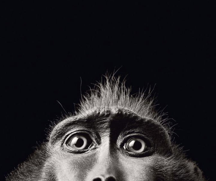 Tim Flach, Monkey Eyes, in More than human, Abrams 2012.