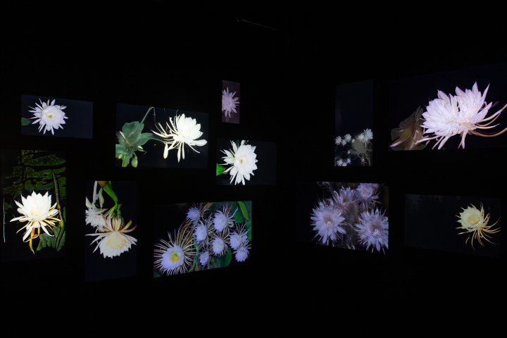 Oeuvre d'Anna Ridler