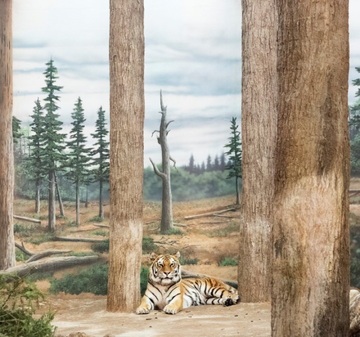 Tigre et forêt, 2015 © Eric Pillot - courtesy galerie Dumonteil 