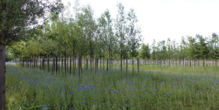 Situé sur d'anciens terrains du port autonome de Bordeaux, le Parc aux angéliques, conçu par l'Agence Michel Desvigne, est en cours de réalisation sur la rive droite de la Garonne. Il va progressivement conquérir les berges jusqu'en 2017. Photo DR