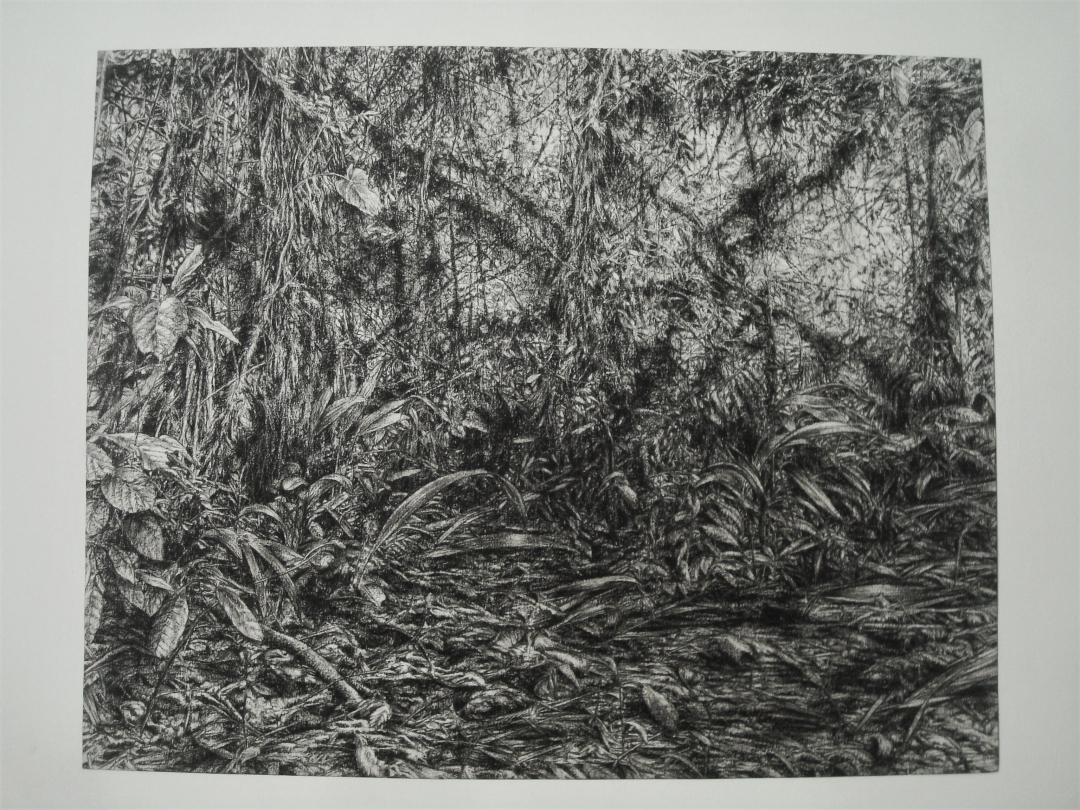 Clémence Wach, "Première Jungle", pierre noire sur papier, 35 x 44 cm collé sur feuille 42 x 59,4 cm, 2018